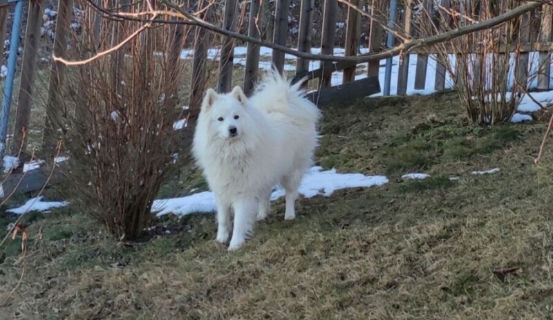 Dirro 20251762334645